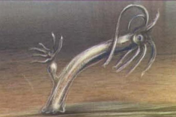 Kraken 25 at