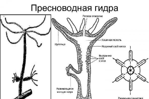 Как найти kraken