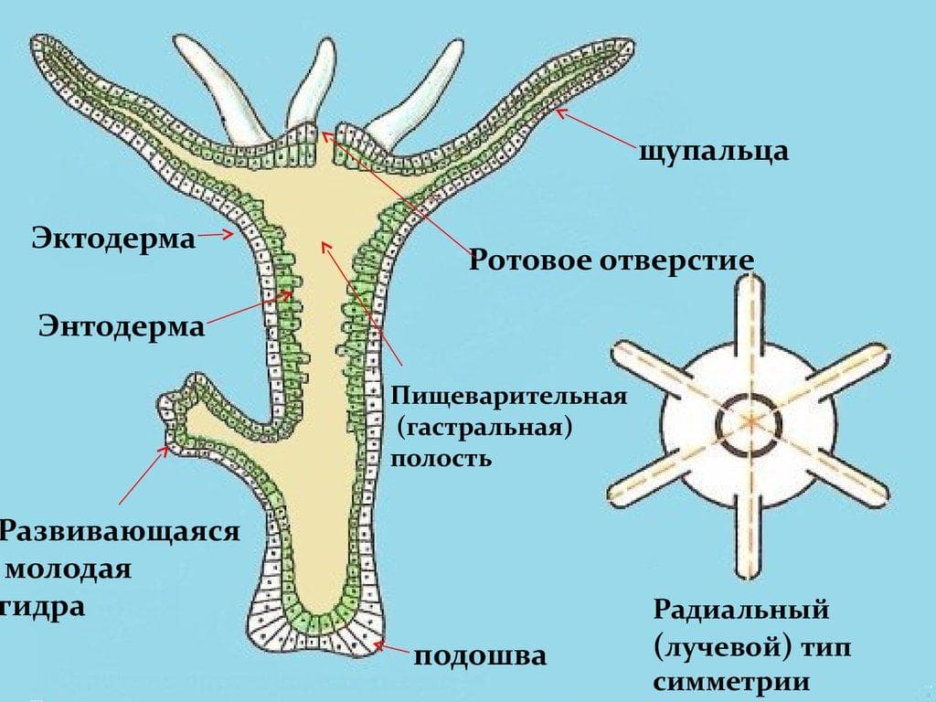 Кракен через тор браузер